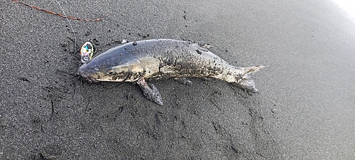 ウグイの釣果