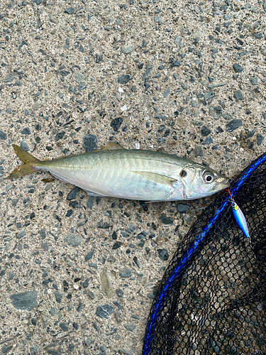 マルアジの釣果