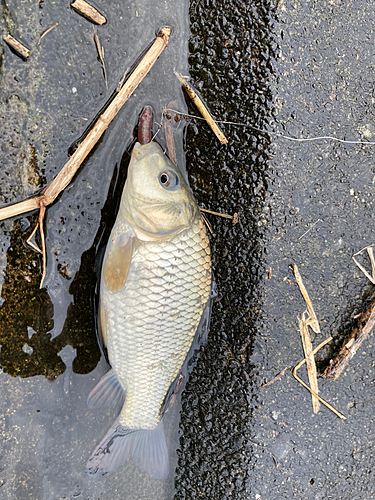 カワムツの釣果