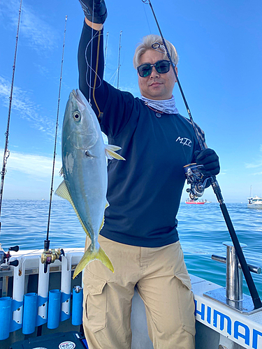 ハマチの釣果