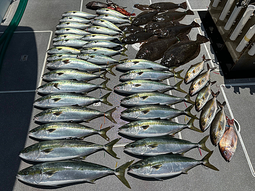 ワラサの釣果