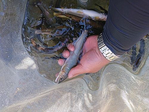 アユの釣果