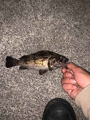 クロソイの釣果