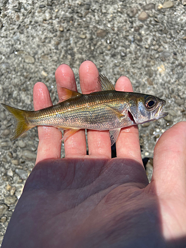 ムツの釣果