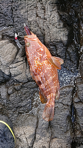 キジハタの釣果