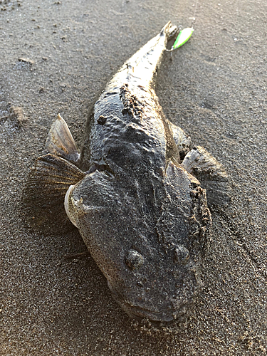 マゴチの釣果