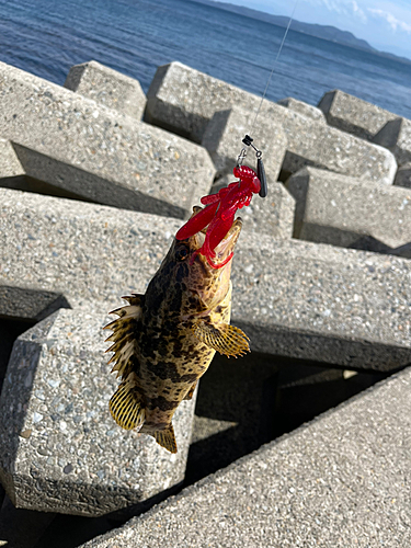 タケノコメバルの釣果