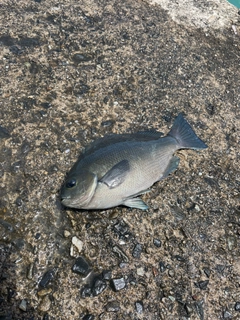 クチブトグレの釣果