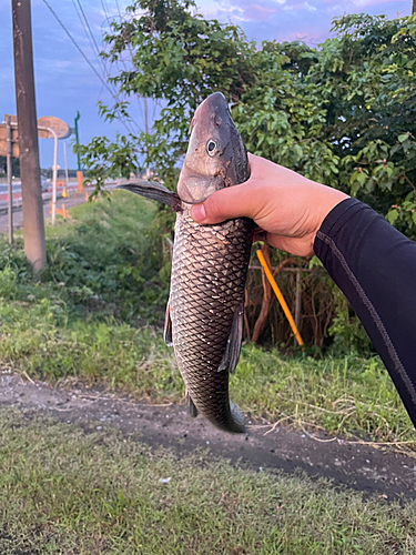 ニゴイの釣果