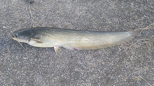 ナマズの釣果