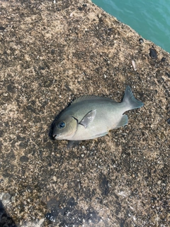 オナガグレの釣果