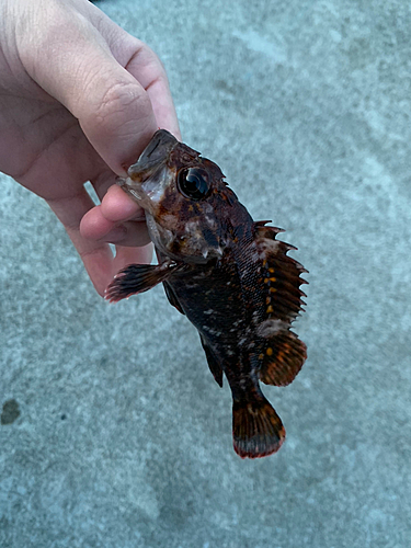 オウゴンムラソイの釣果