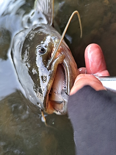 ニホンナマズの釣果