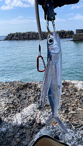 ホントビウオの釣果