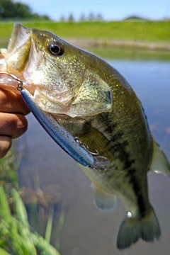 ラージマウスバスの釣果