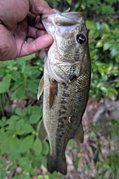 ラージマウスバスの釣果