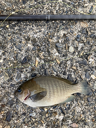 メジナの釣果