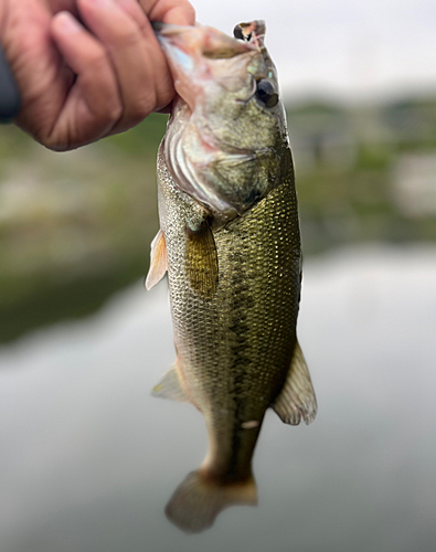 ラージマウスバスの釣果