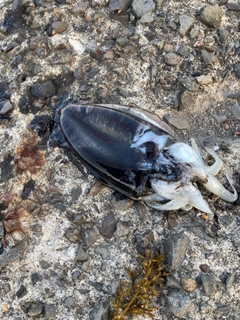 コウイカの釣果