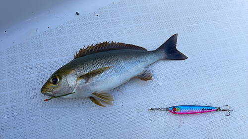 イサキの釣果