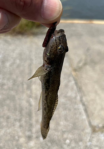 ハゼの釣果