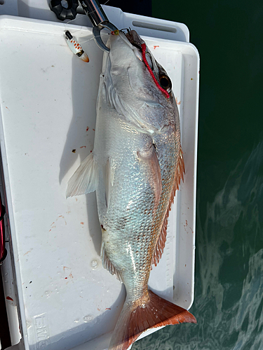 タイの釣果