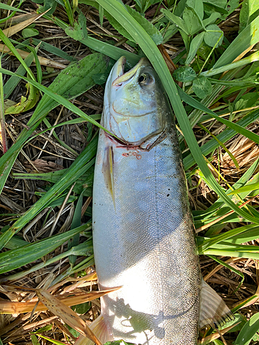 アメマスの釣果