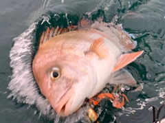 マダイの釣果