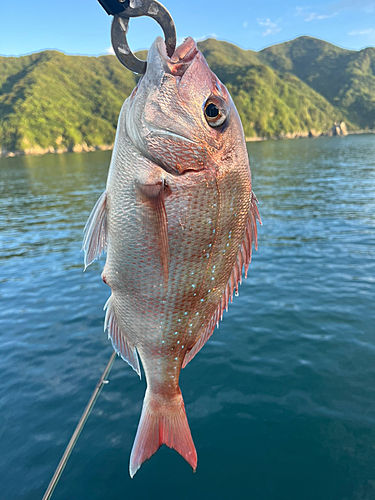 タイの釣果