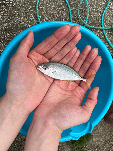 シマアジの釣果