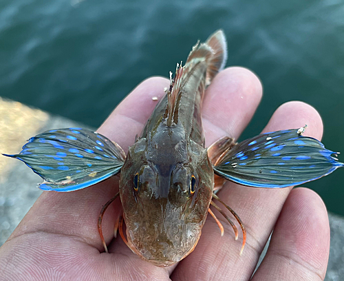 ホウボウの釣果