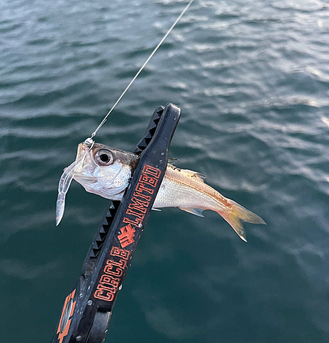 ムツの釣果