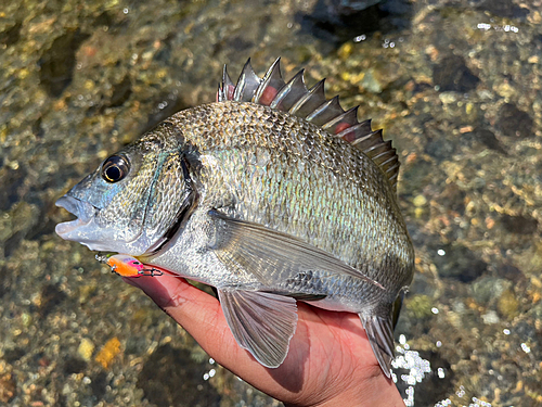 ミナミクロダイの釣果