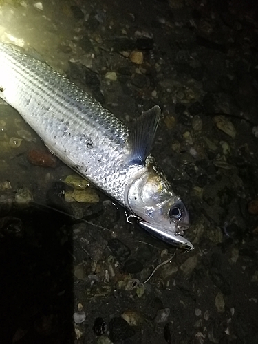 ボラの釣果