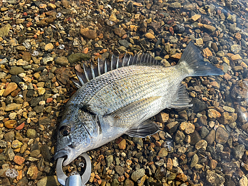 ミナミクロダイの釣果