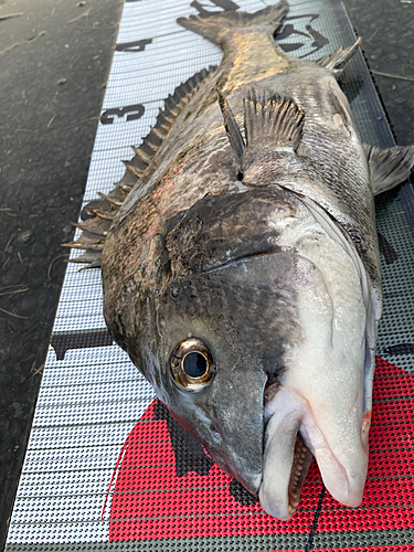 クロダイの釣果