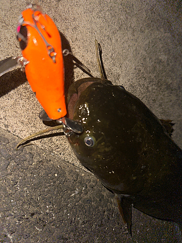 ナマズの釣果