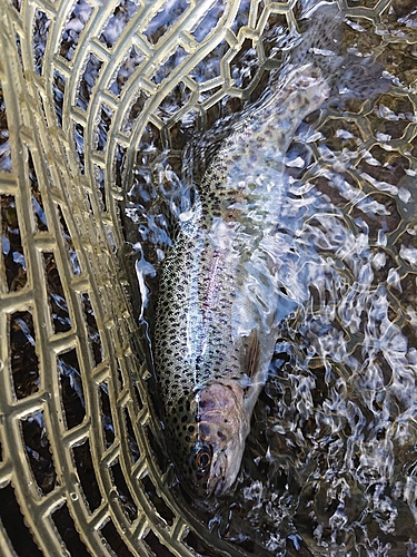 ニジマスの釣果