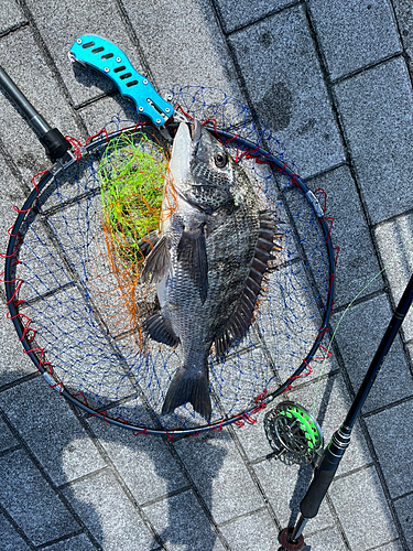 チヌの釣果