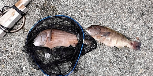 コブダイの釣果