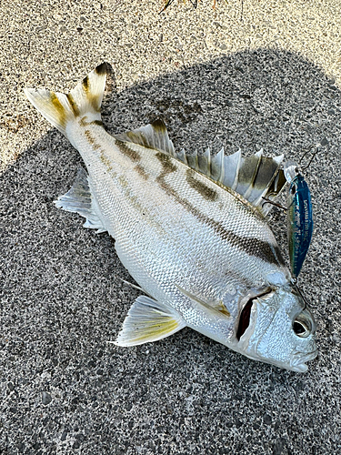 クワガナーの釣果