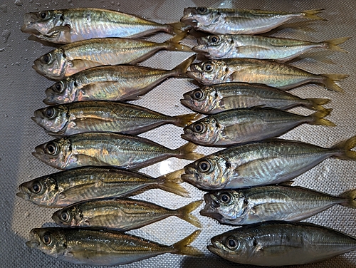 アジの釣果