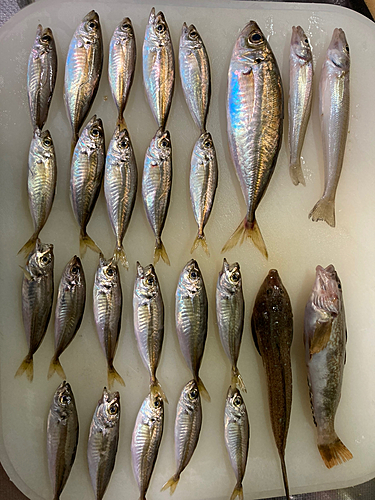 アジの釣果