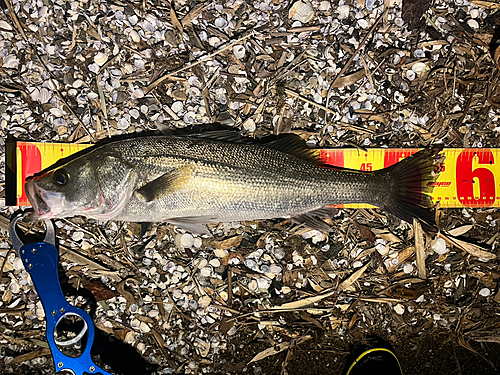 シーバスの釣果