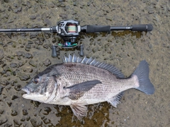 チヌの釣果