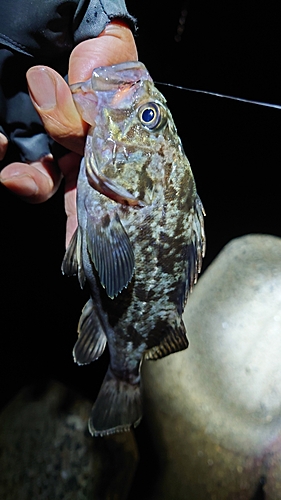 クロソイの釣果