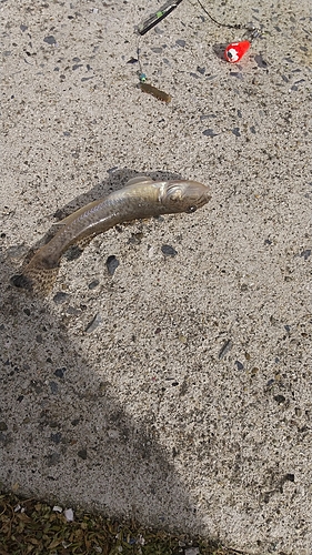 マハゼの釣果