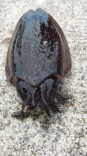 シリヤケイカの釣果