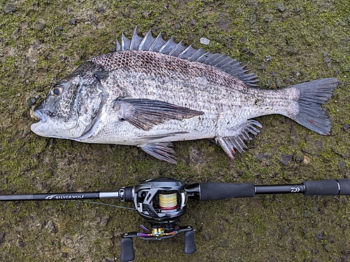 チヌの釣果