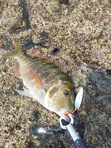 クチナジの釣果